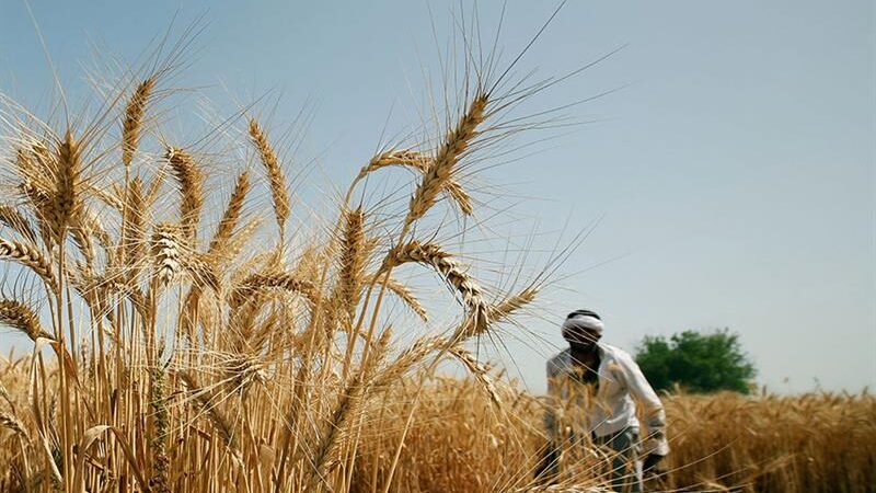 L&rsquo;Egypte vise 1,47 million d&rsquo;hectares pour la campagne agricole 2024-2025