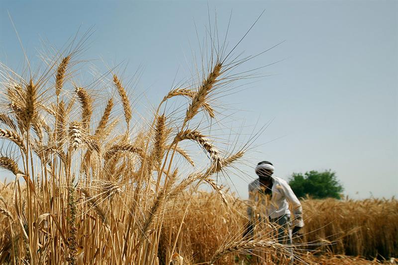 L&rsquo;Egypte vise 1,47 million d&rsquo;hectares pour la campagne agricole 2024-2025